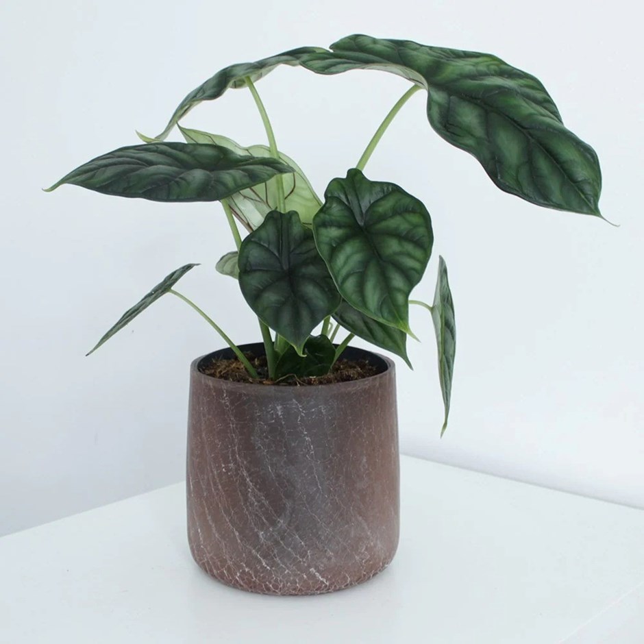 Alocasia Dragon Scale | Elephants Ears