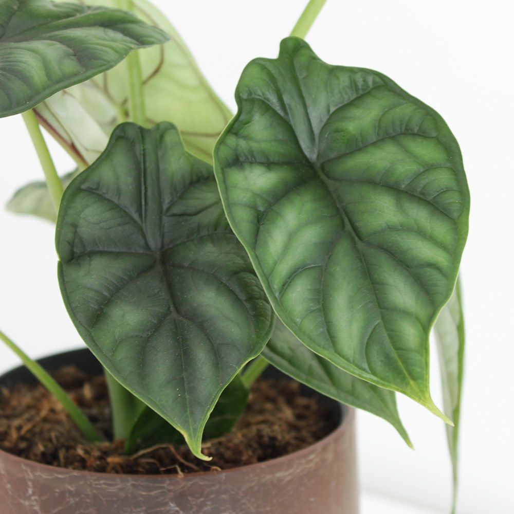 Alocasia Dragon Scale | Elephants Ears