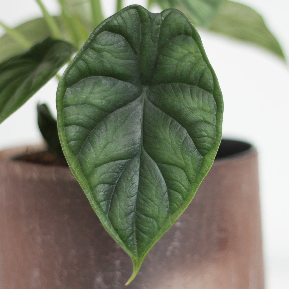 Alocasia Dragon Scale | Elephants Ears