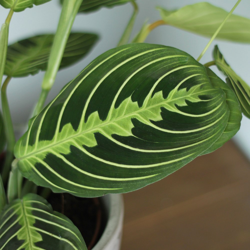 Maranta Leuconeura Var. Erythroneura Lemon Lime | Prayer Plant