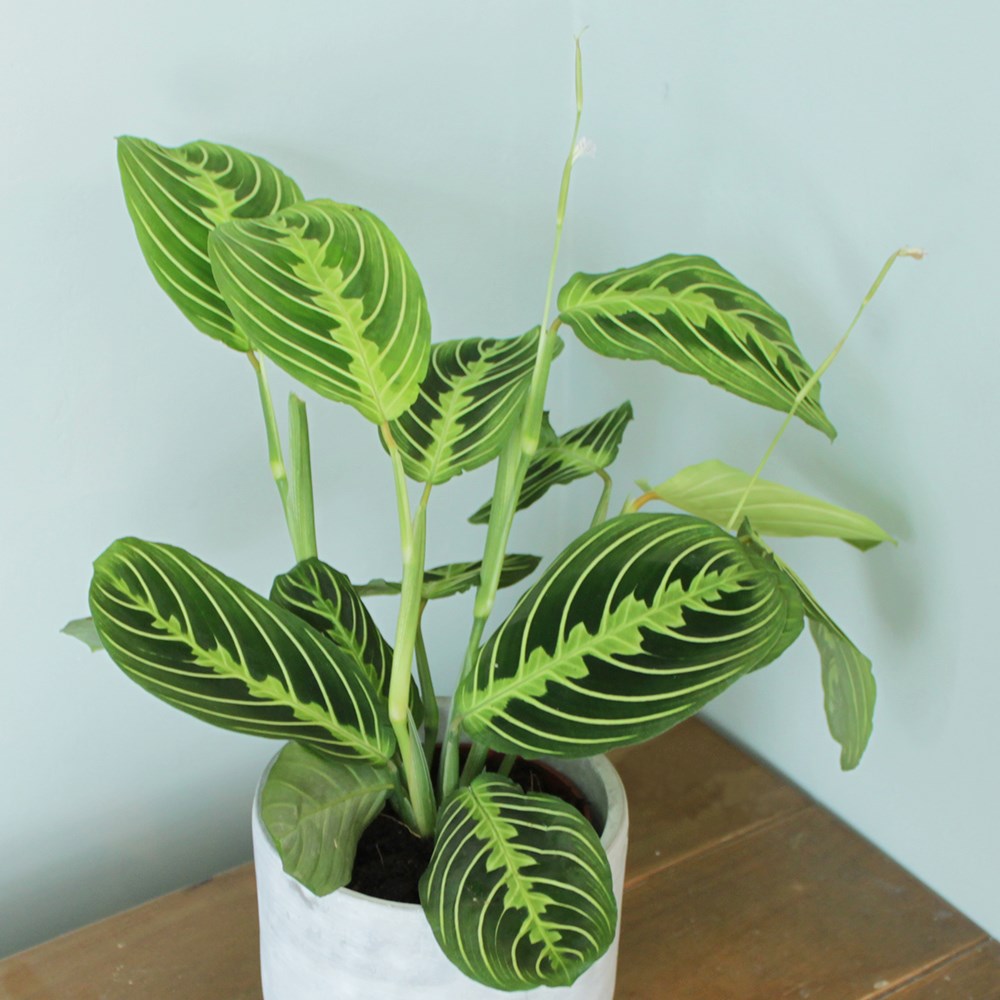 Maranta Leuconeura Var. Erythroneura Lemon Lime | Prayer Plant