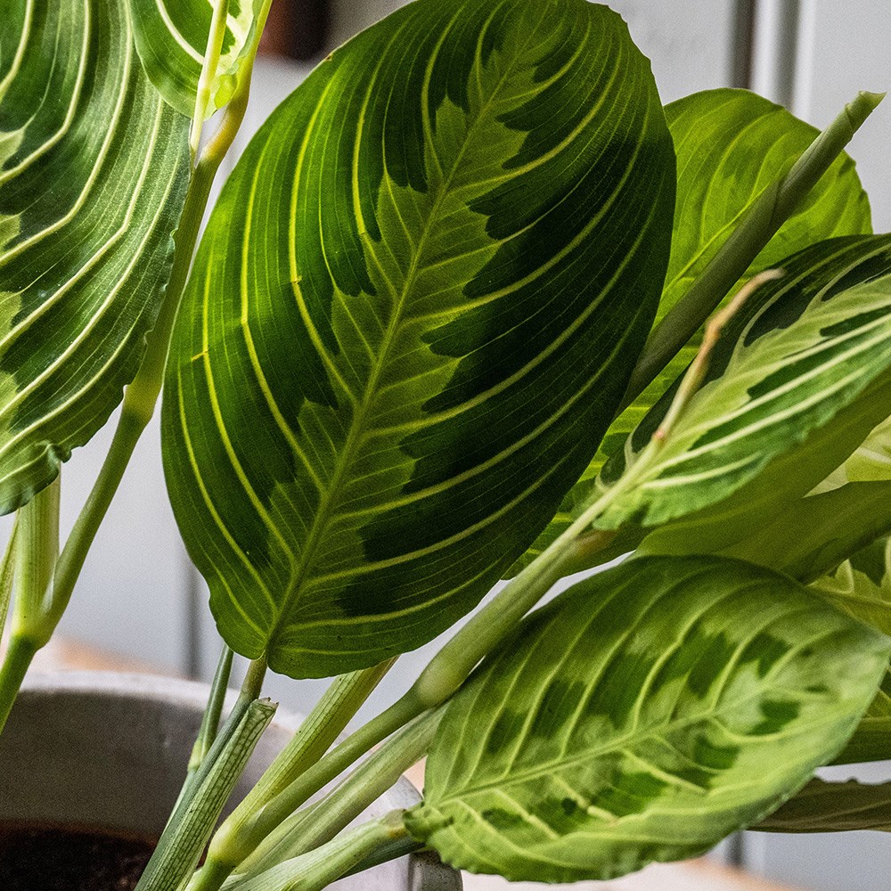 Maranta Leuconeura Var. Erythroneura Lemon Lime | Prayer Plant