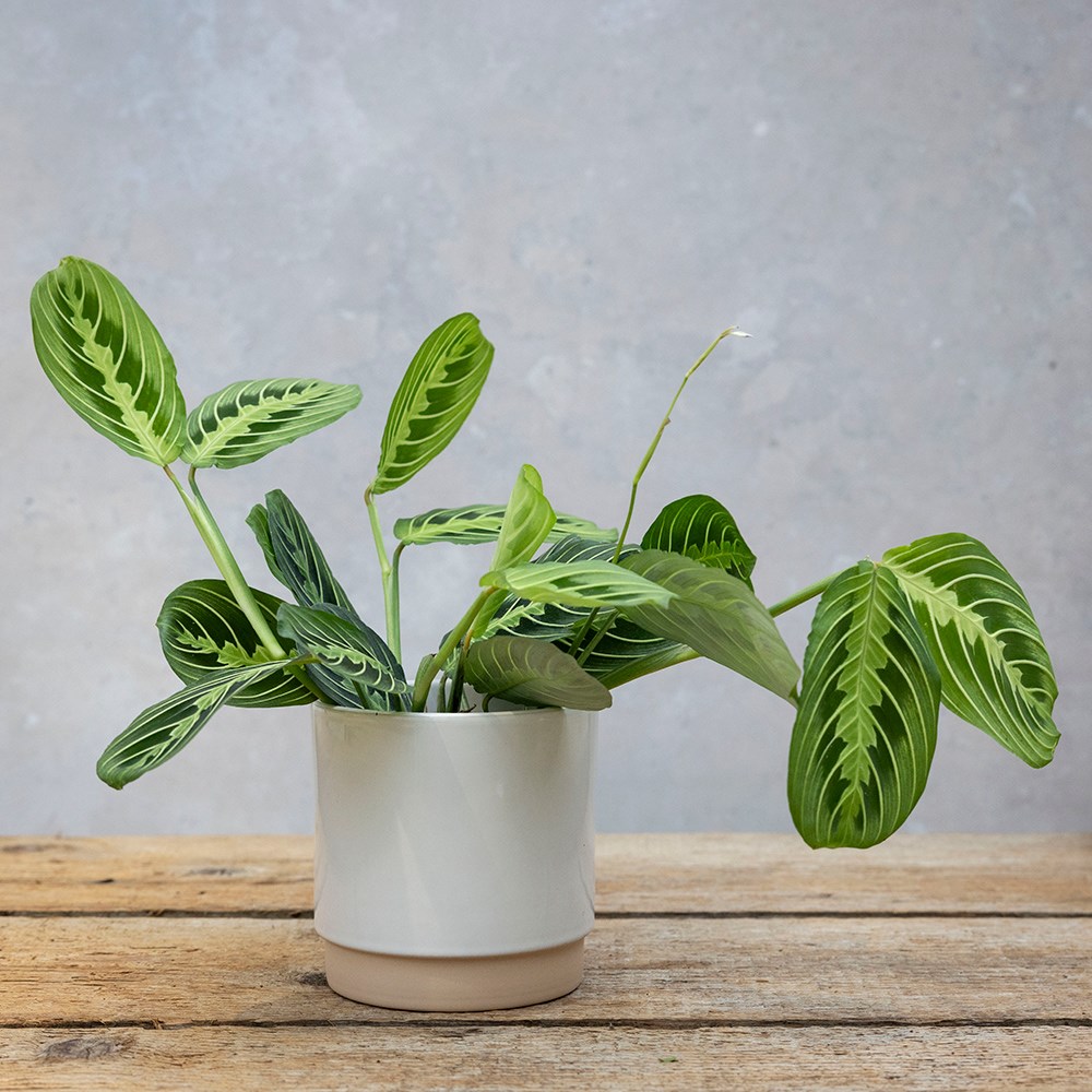 Maranta Leuconeura Var. Erythroneura Lemon Lime | Prayer Plant