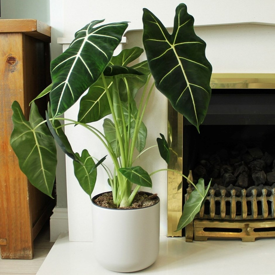 Alocasia Frydek | Elephants Ears
