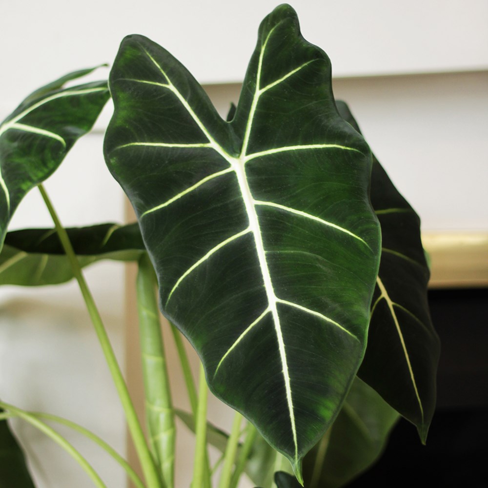 Alocasia Frydek | Elephants Ears
