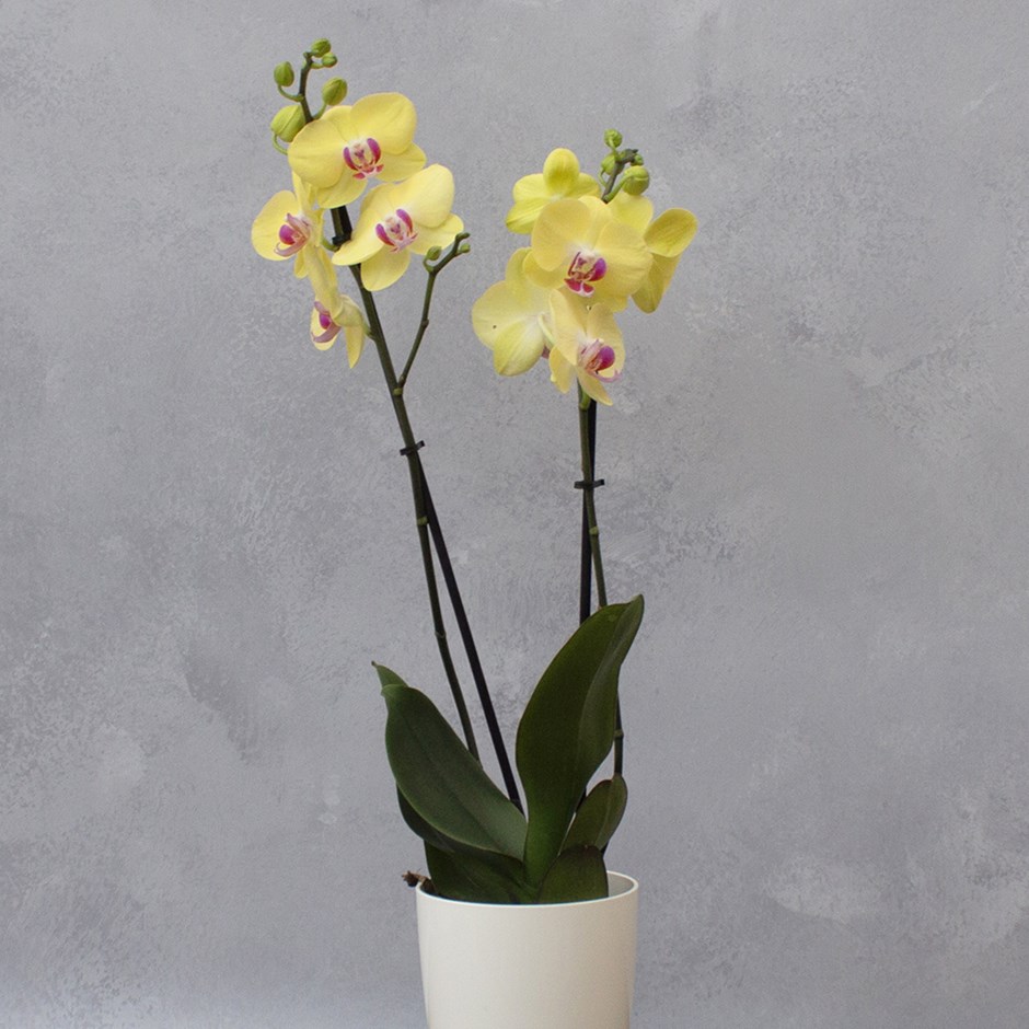 Phalaenopsis Miraflore | Moth Orchid