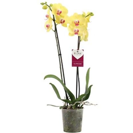 Phalaenopsis 'Miraflore' | Moth Orchid