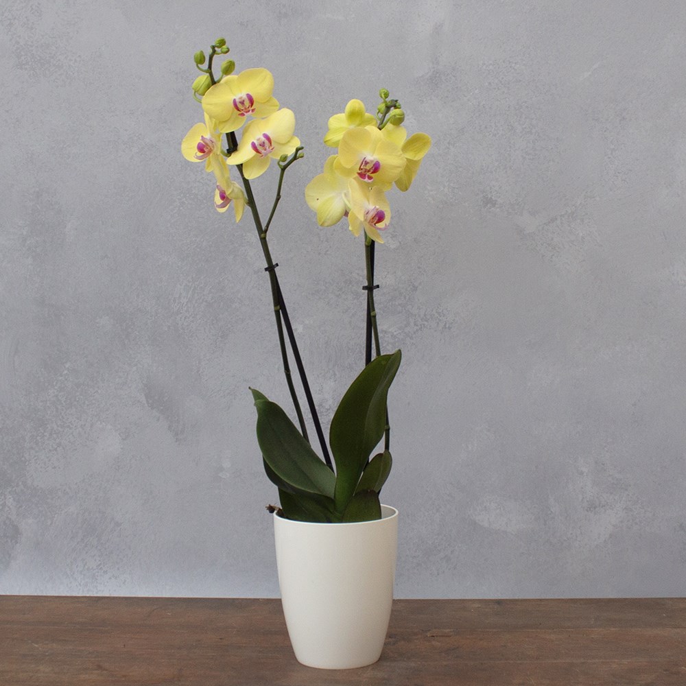 Phalaenopsis Miraflore | Moth Orchid