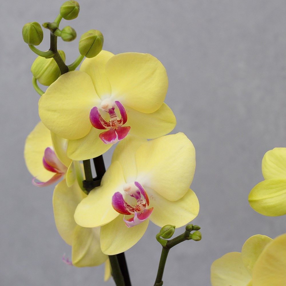 Phalaenopsis Miraflore | Moth Orchid