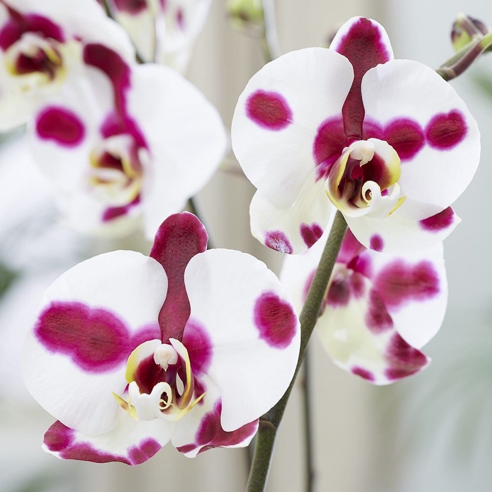 Phalaenopsis Polka Dots | Moth Orchid