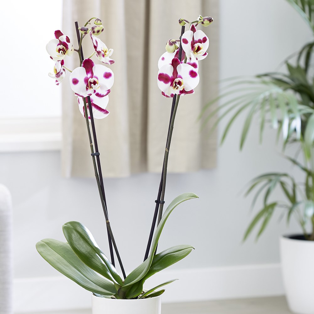 Phalaenopsis Polka Dots | Moth Orchid