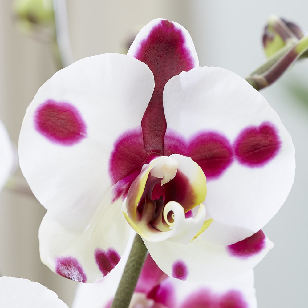 Phalaenopsis Polka Dots | Moth Orchid