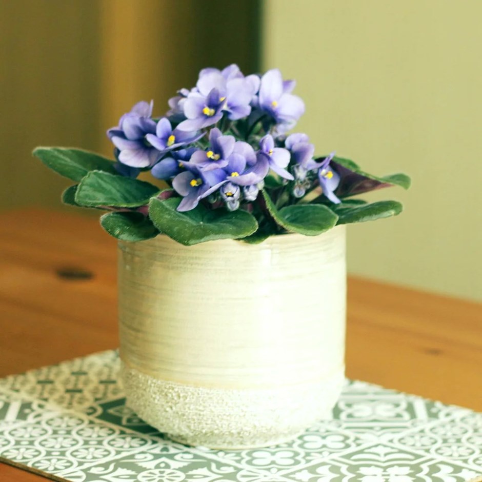 Saintpaulia Light Blue | African Violet