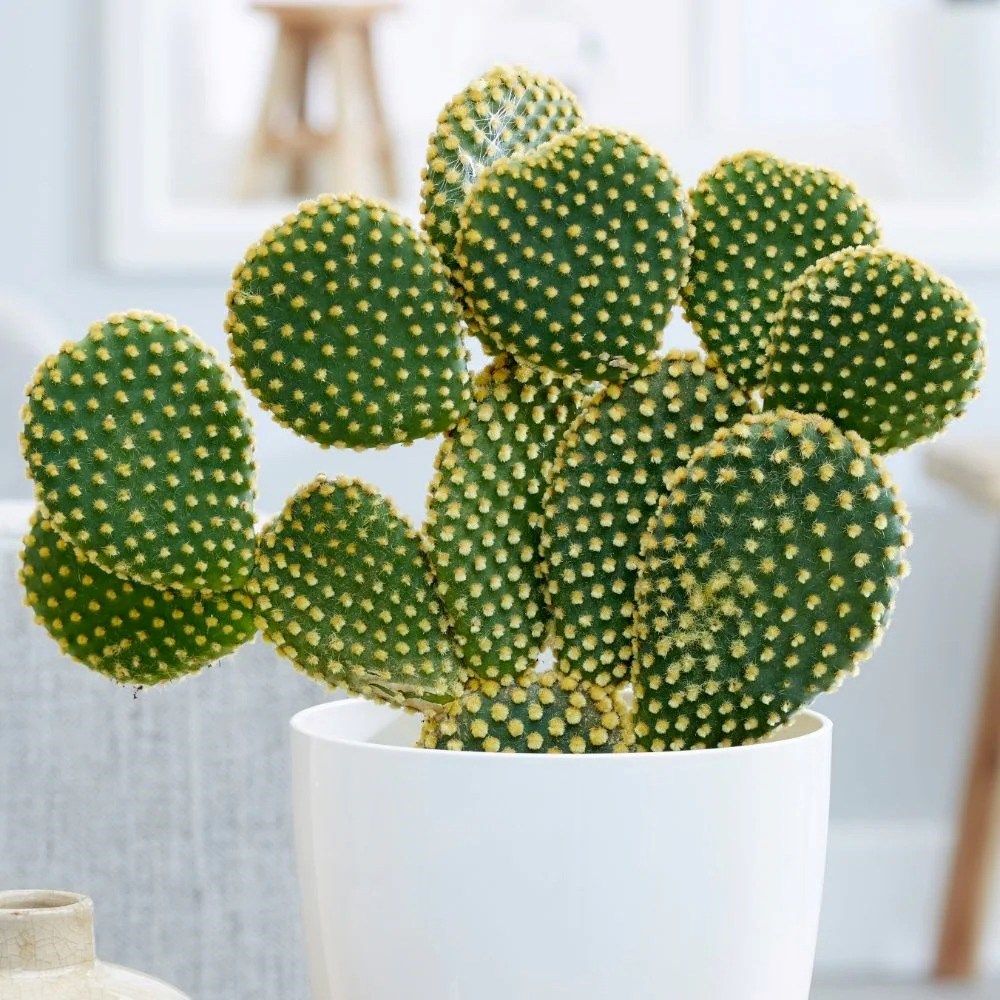 Opuntia Microdasys | Bunny Ears Cactus