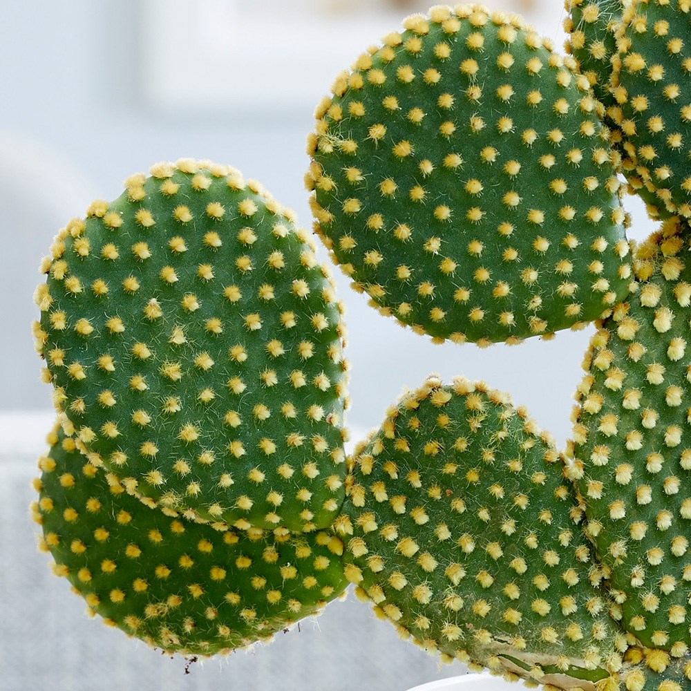 Opuntia Microdasys | Bunny Ears Cactus