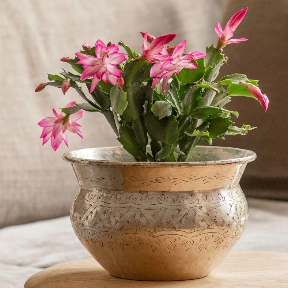 Schlumbergera Exotic Dancer | Pink Christmas Cactus