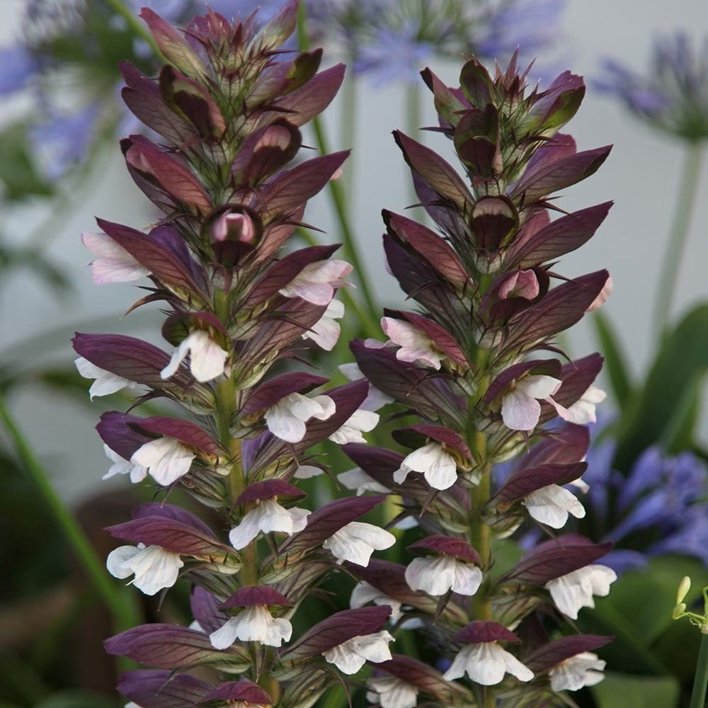Acanthus Mollis | Bears Breeches