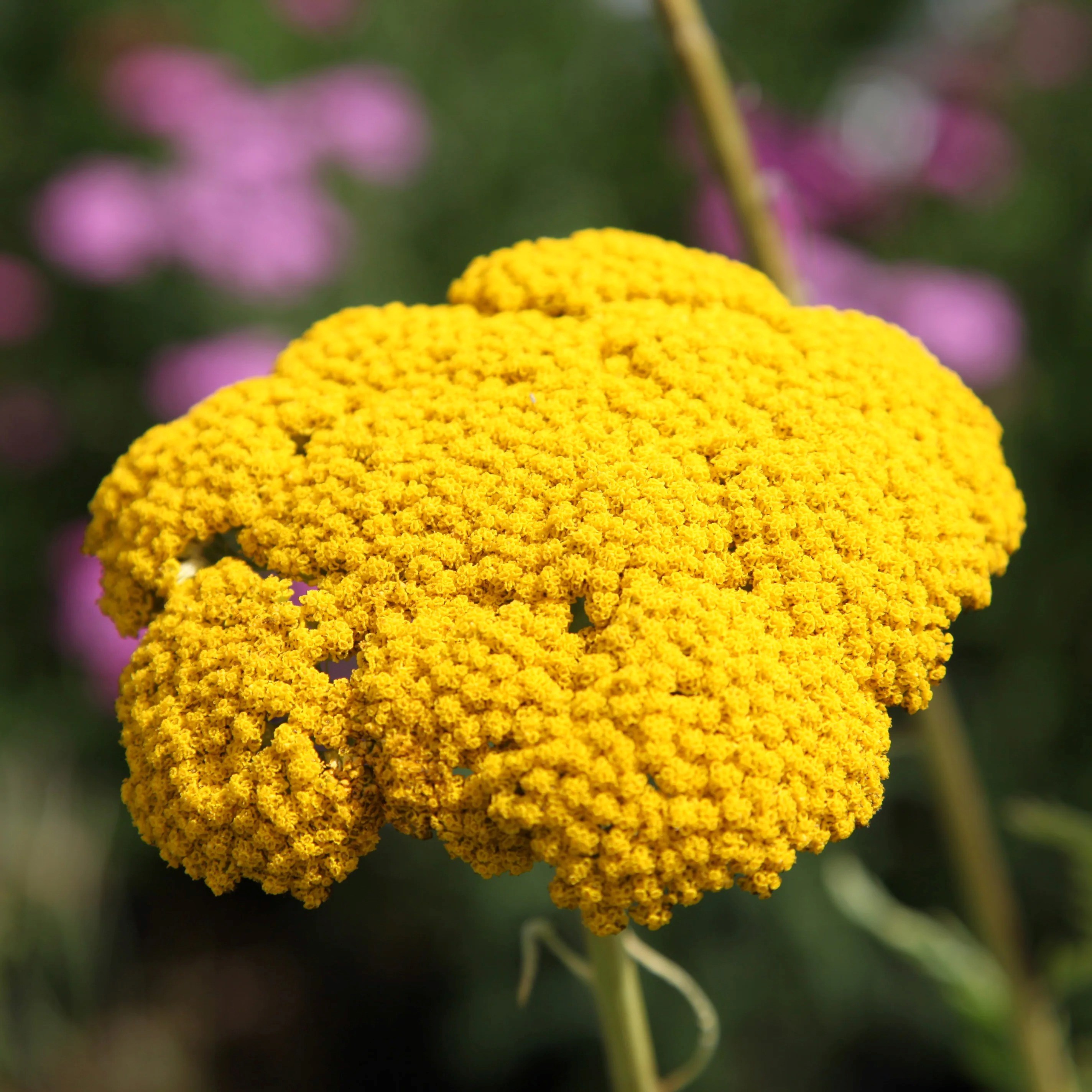 Achillea Filipendulina Cloth Of Gold | Yarrow