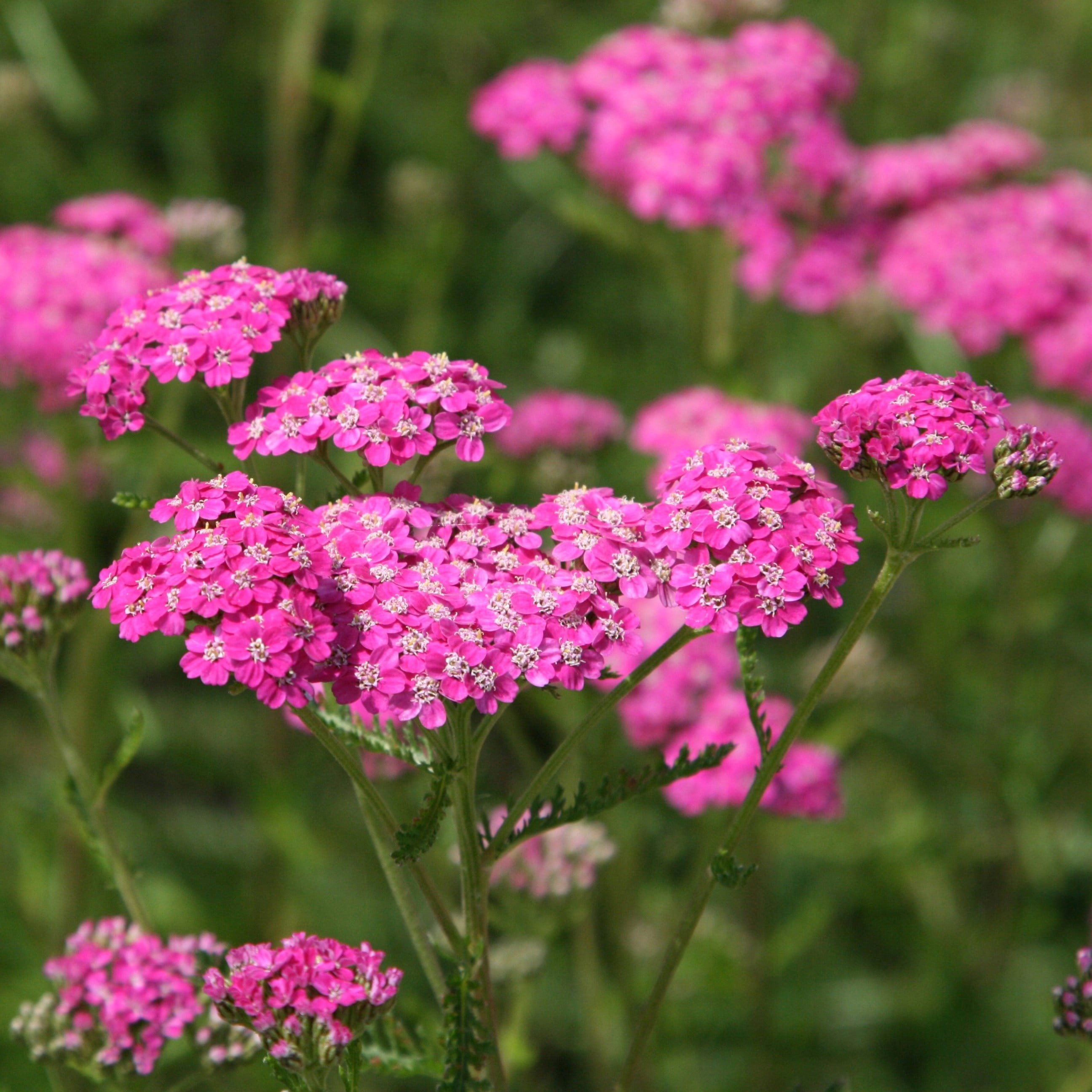 Achillea Millefolium Cerise Queen | Yarrow