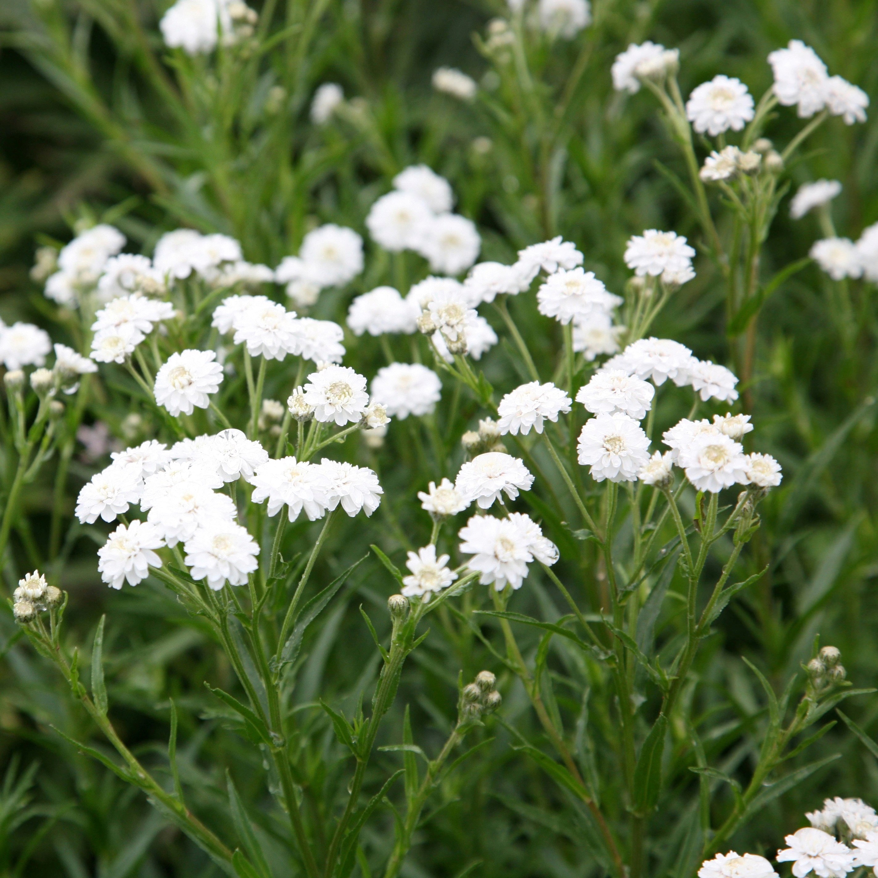 Achillea Ptarmica The Pearl | Sneezewort