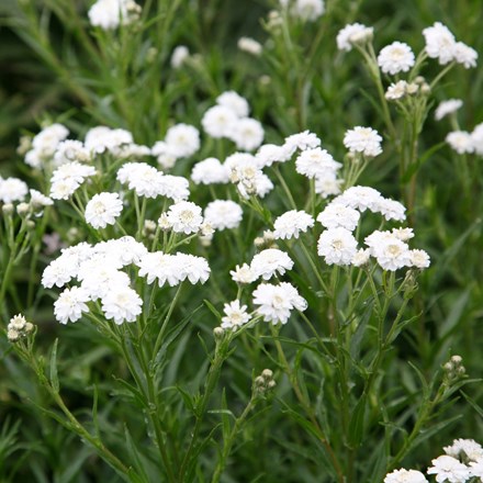 Achillea ptarmica 'The Pearl' (clonal) (The Pearl Group) | Sneezewort |
