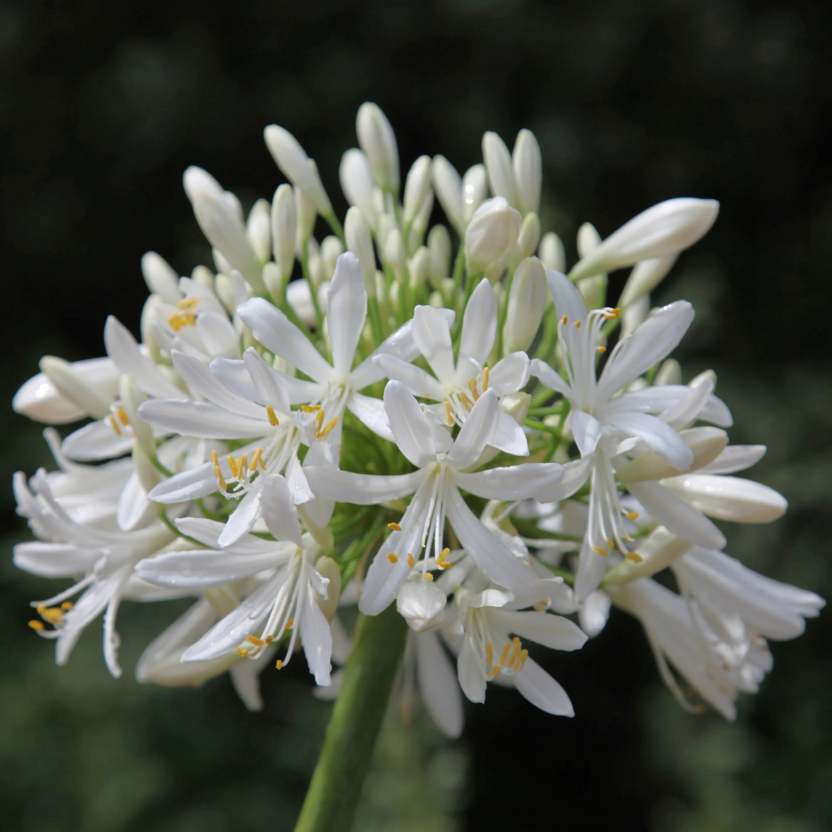 Agapanthus Africanus Albus | African Lily