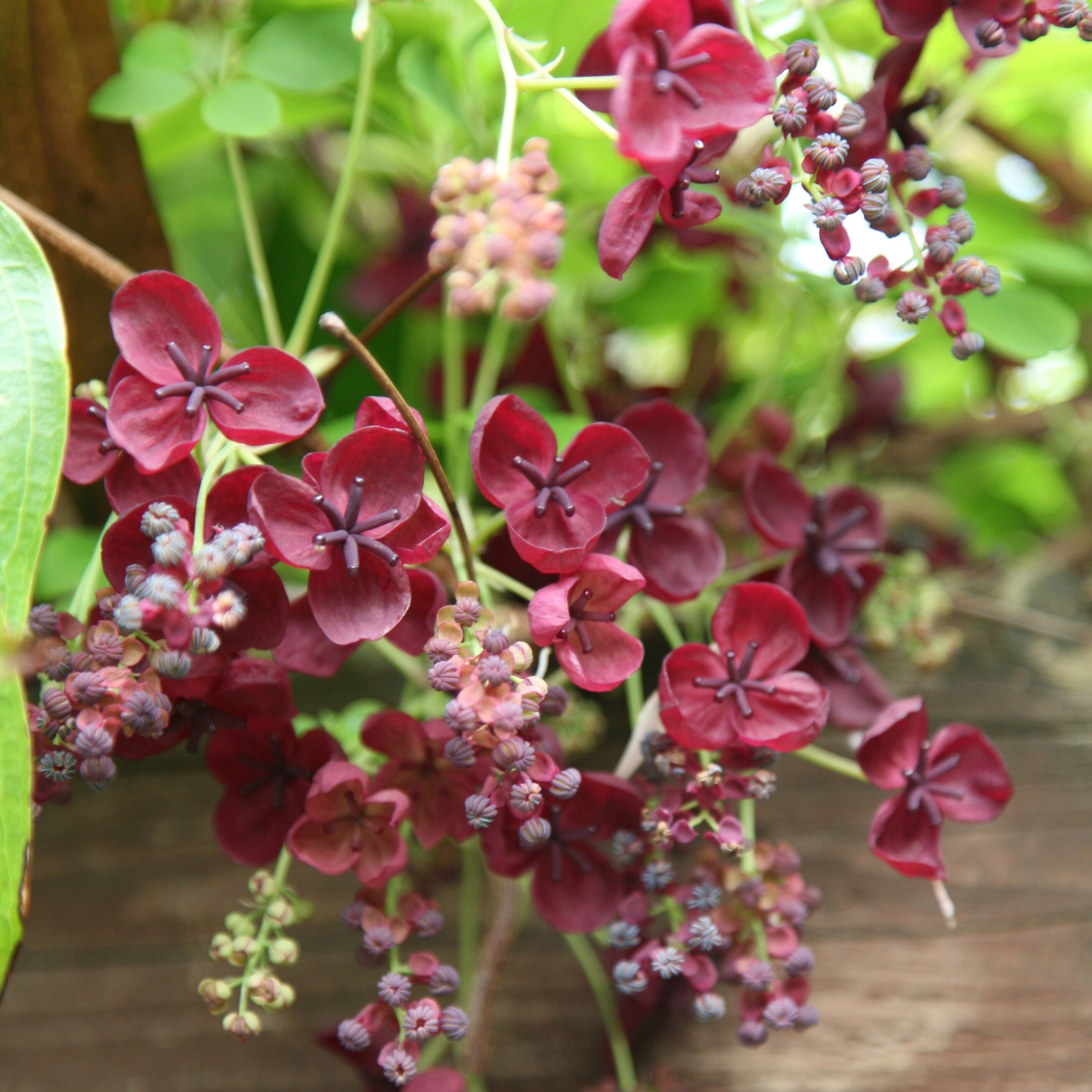 Akebia Quinata | Chocolate Vine
