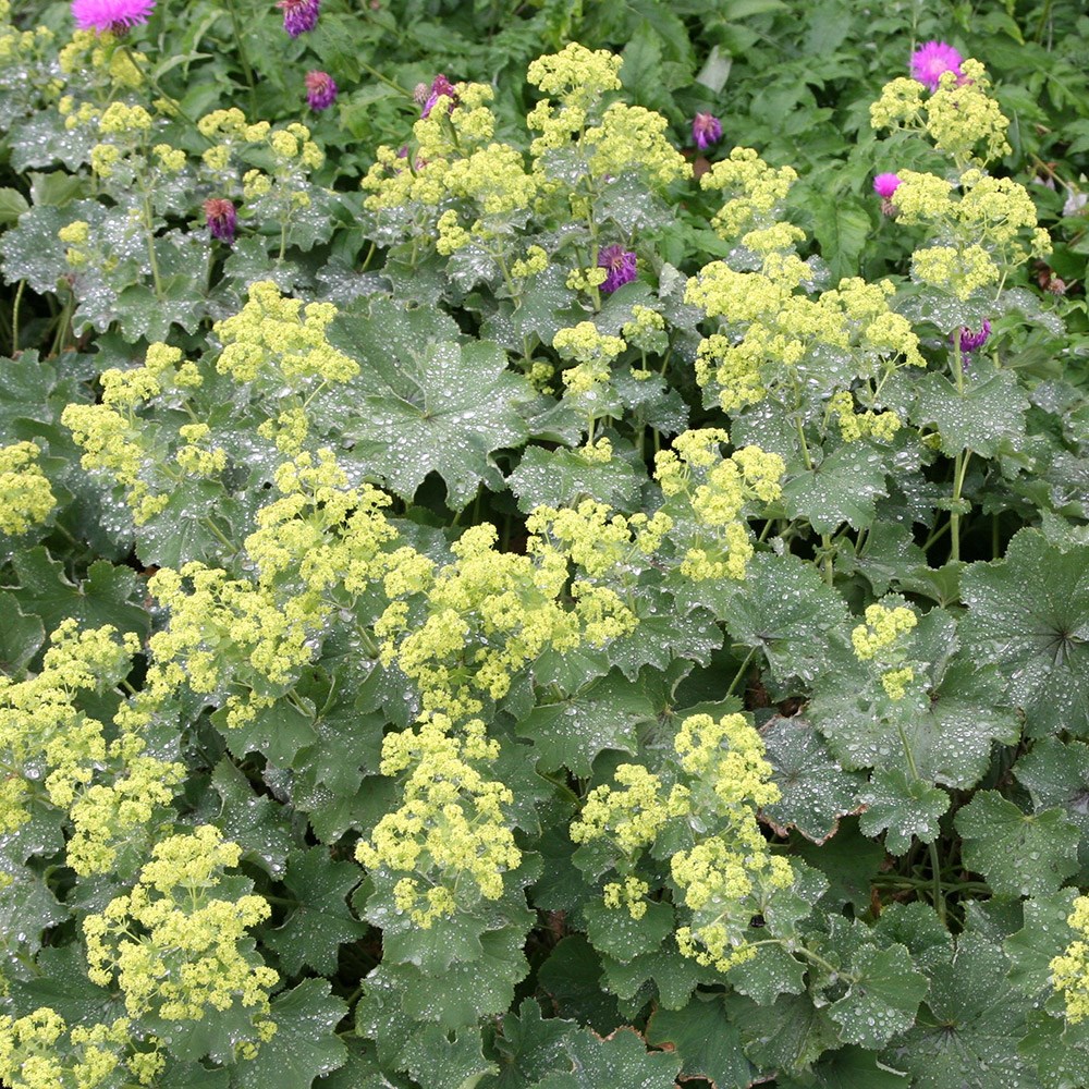 Alchemilla Mollis | Ladys Mantle