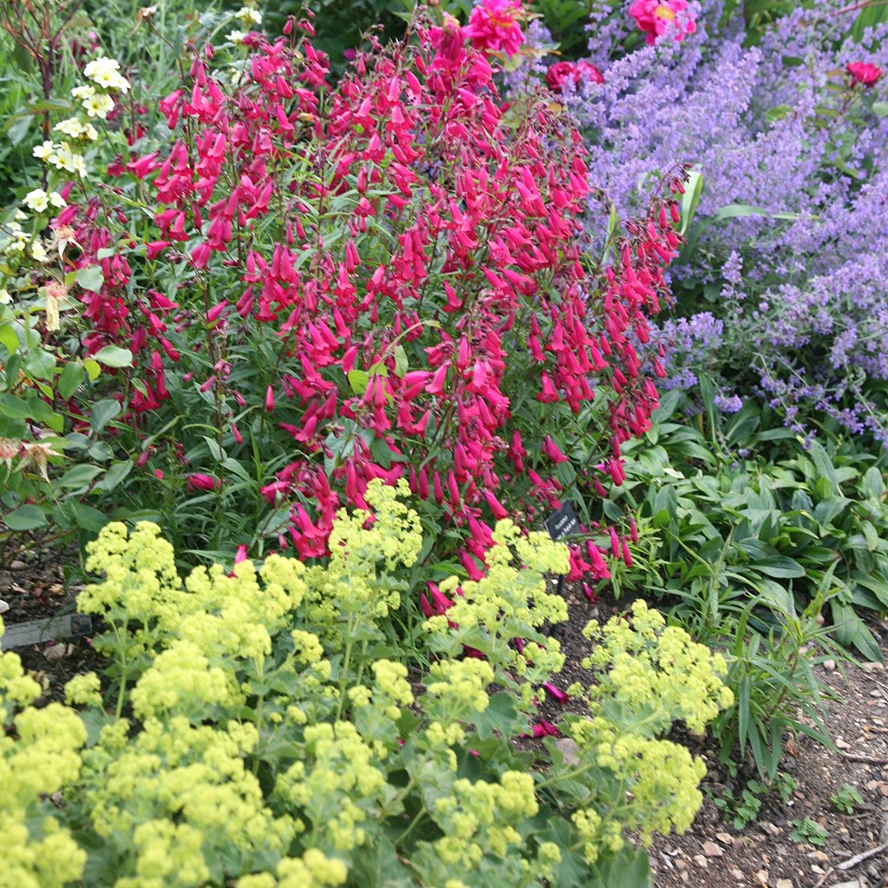 Alchemilla Mollis | Ladys Mantle