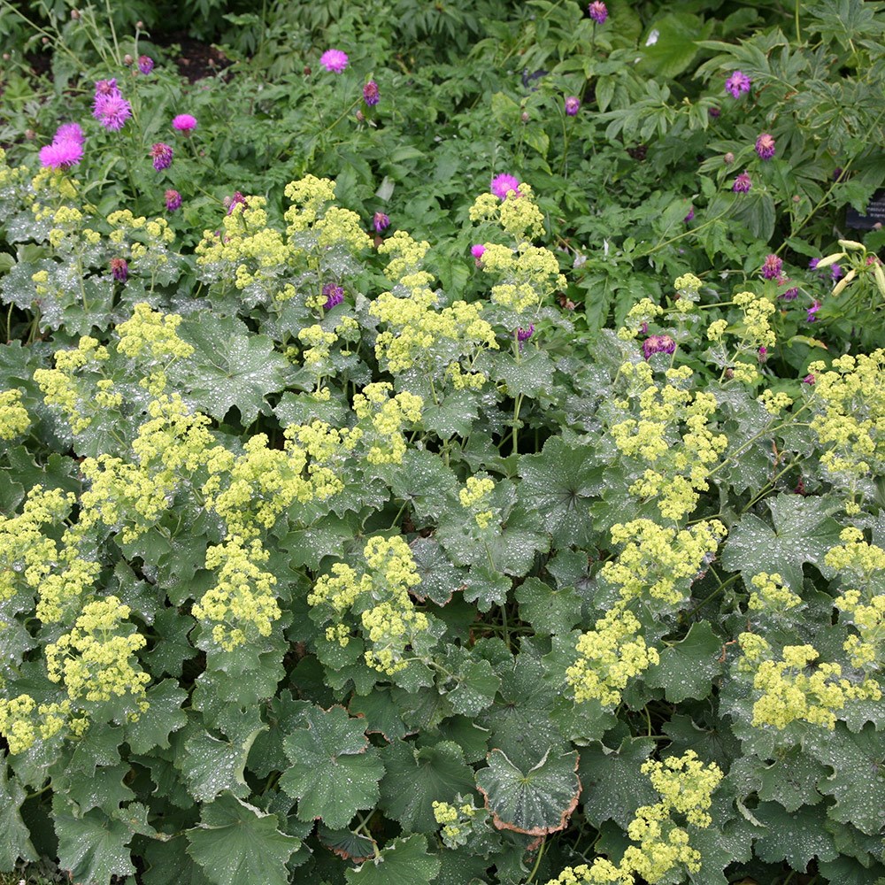 Alchemilla Mollis | Ladys Mantle