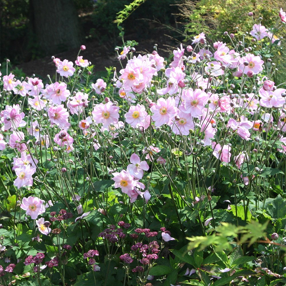 Anemone × Hybrida Königin Charlotte | Japanese Anemone
