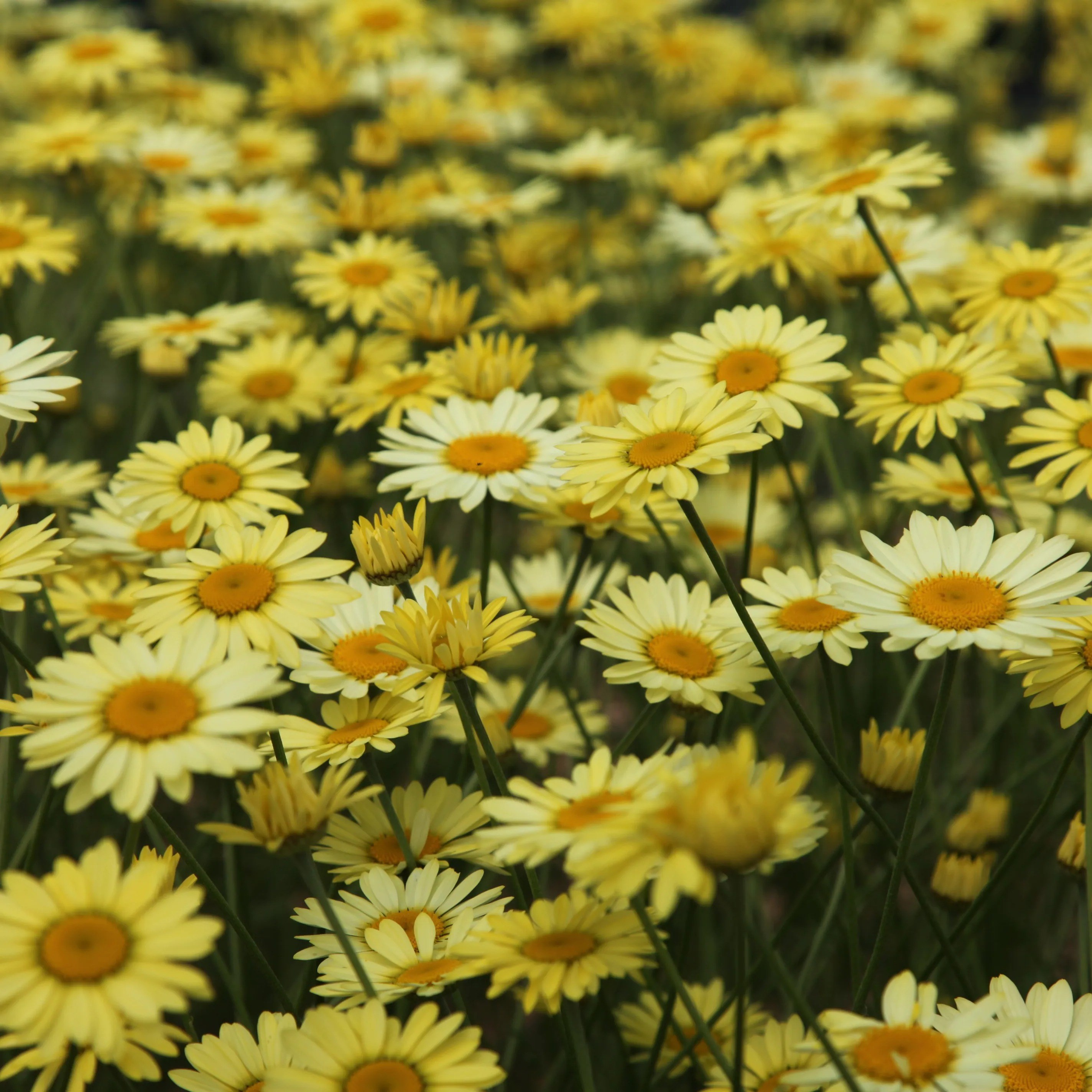 Anthemis Tinctoria E.C. Buxton | Dyers Chamomile