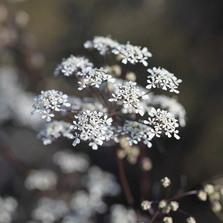 Anthriscus Sylvestris Ravenswing | Cow Parsley