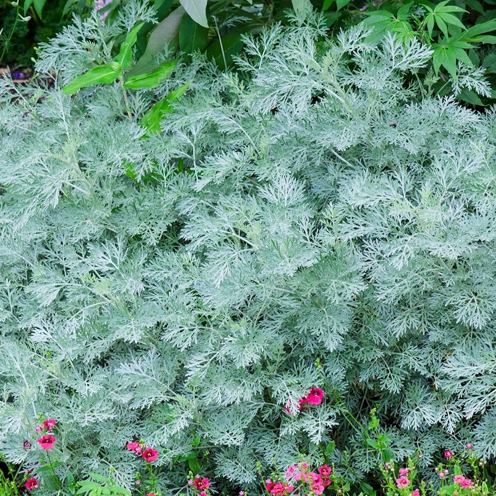 Artemisia Powis Castle | Wormwood