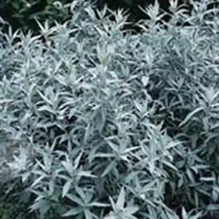 Artemisia ludoviciana 'Silver Queen' | Western Mugwort |