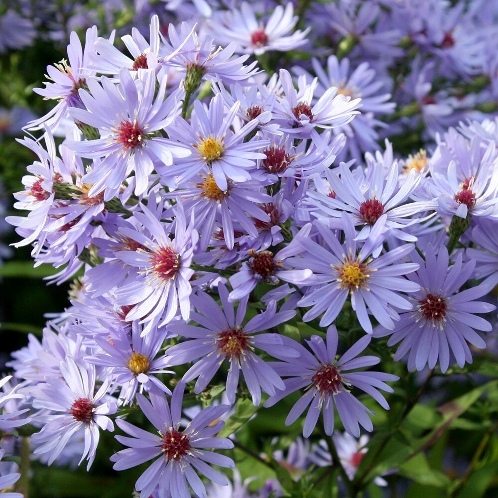 Aster Little Carlow | Symphyotrichum