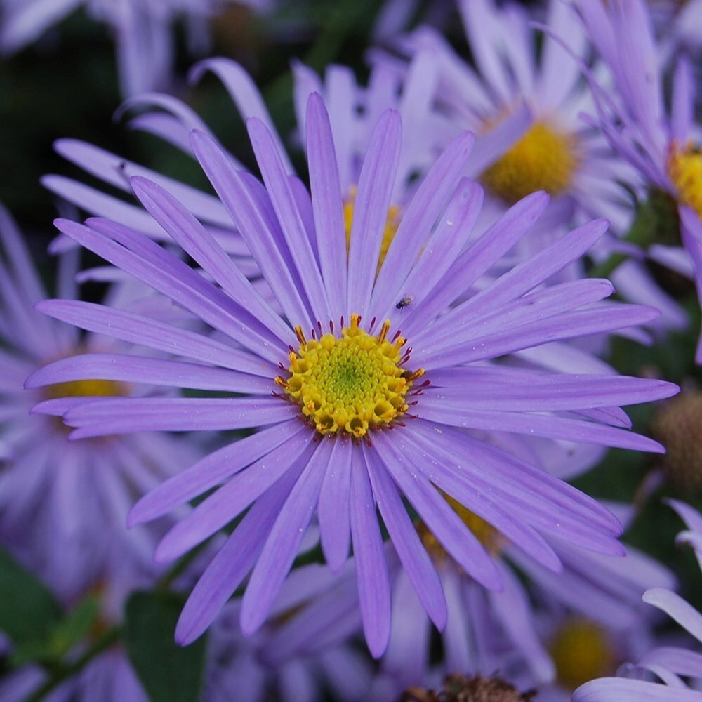Aster × Frikartii Mönch | Michaelmas Daisy
