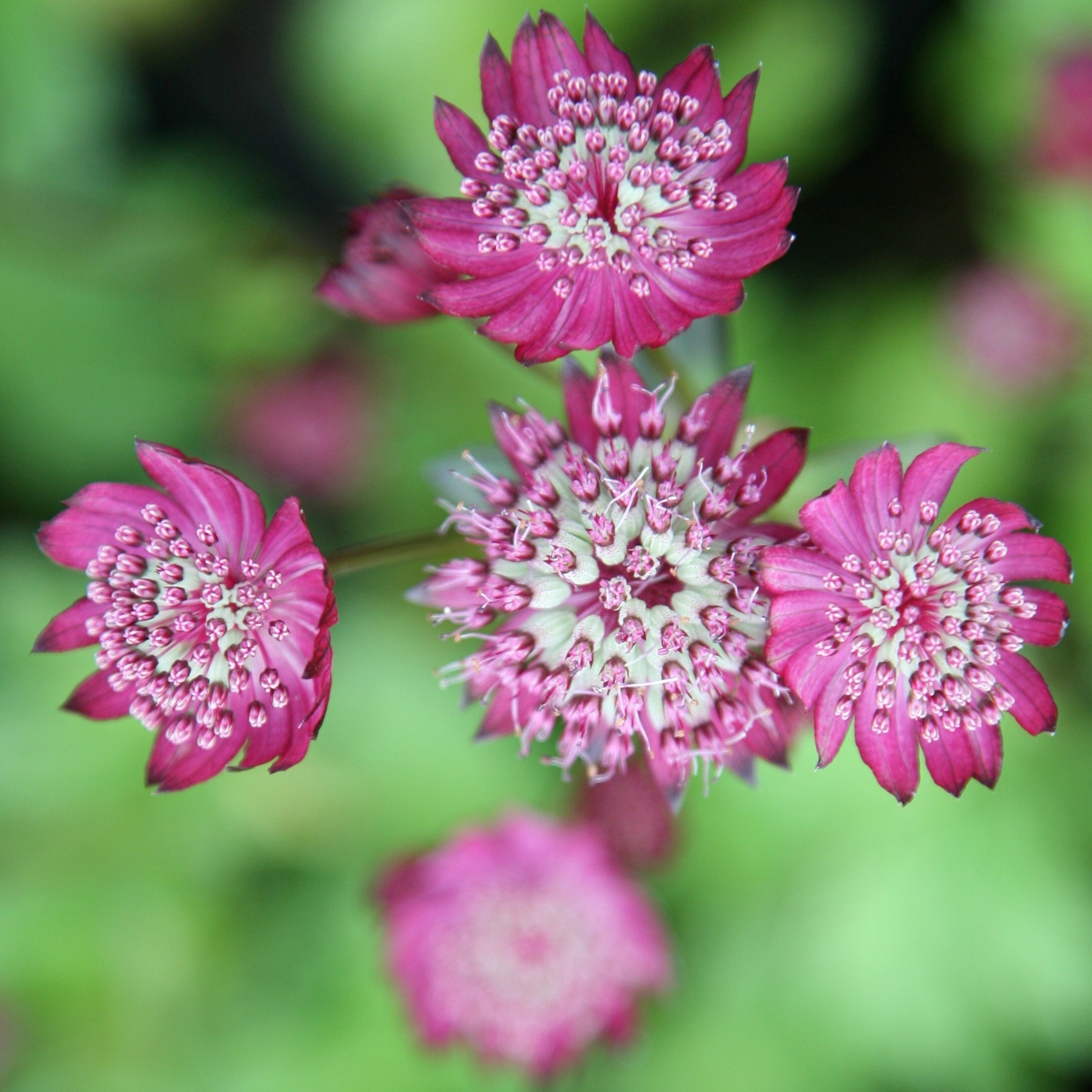 Astrantia Major Rubra | Great Black Masterwort