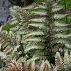 Athyrium niponicum var. pictum | Japanese Painted Fern |