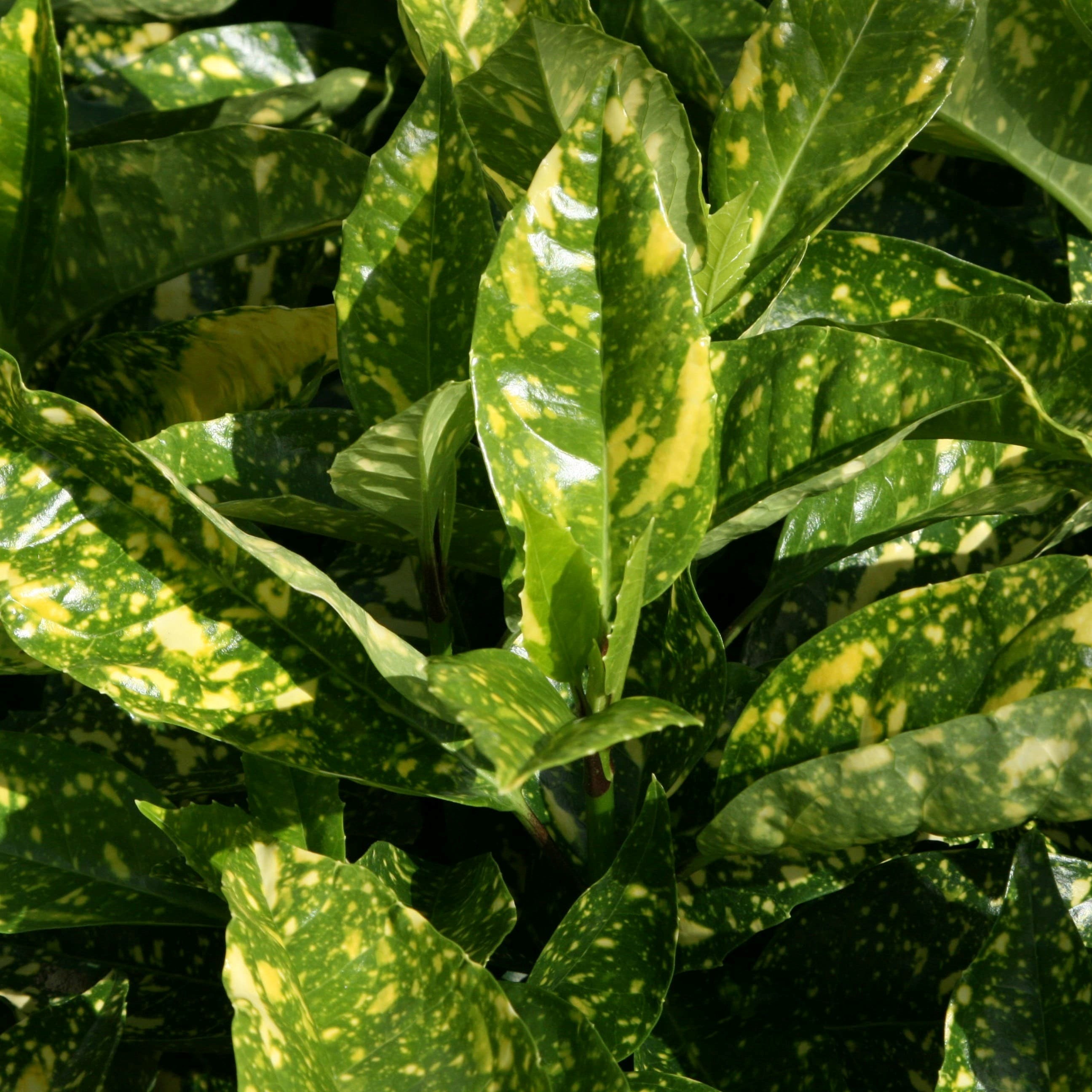 Aucuba Japonica Crotonifolia | Japanese Spotted Laurel