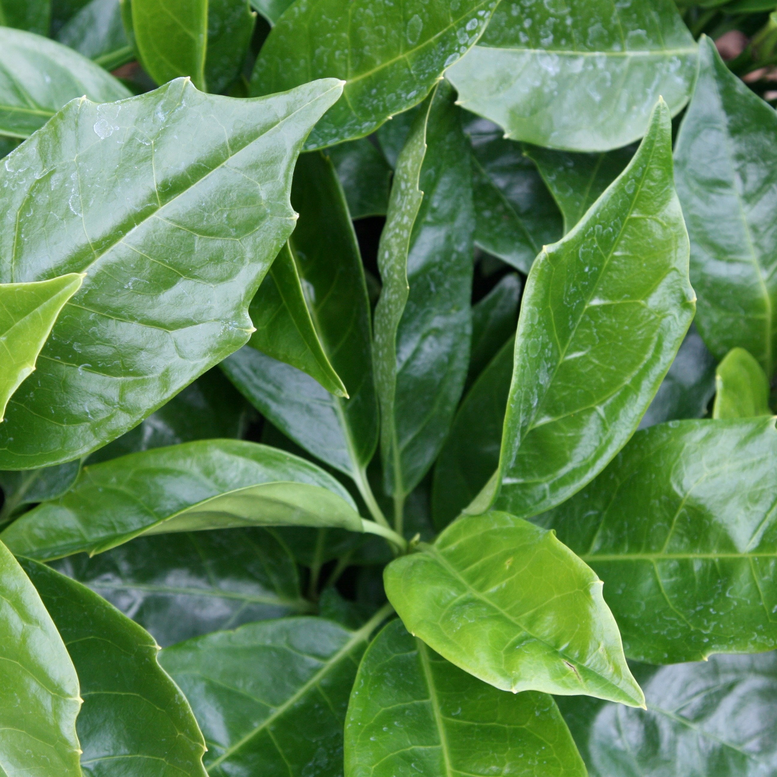 Aucuba Japonica Rozannie | Japanese Laurel