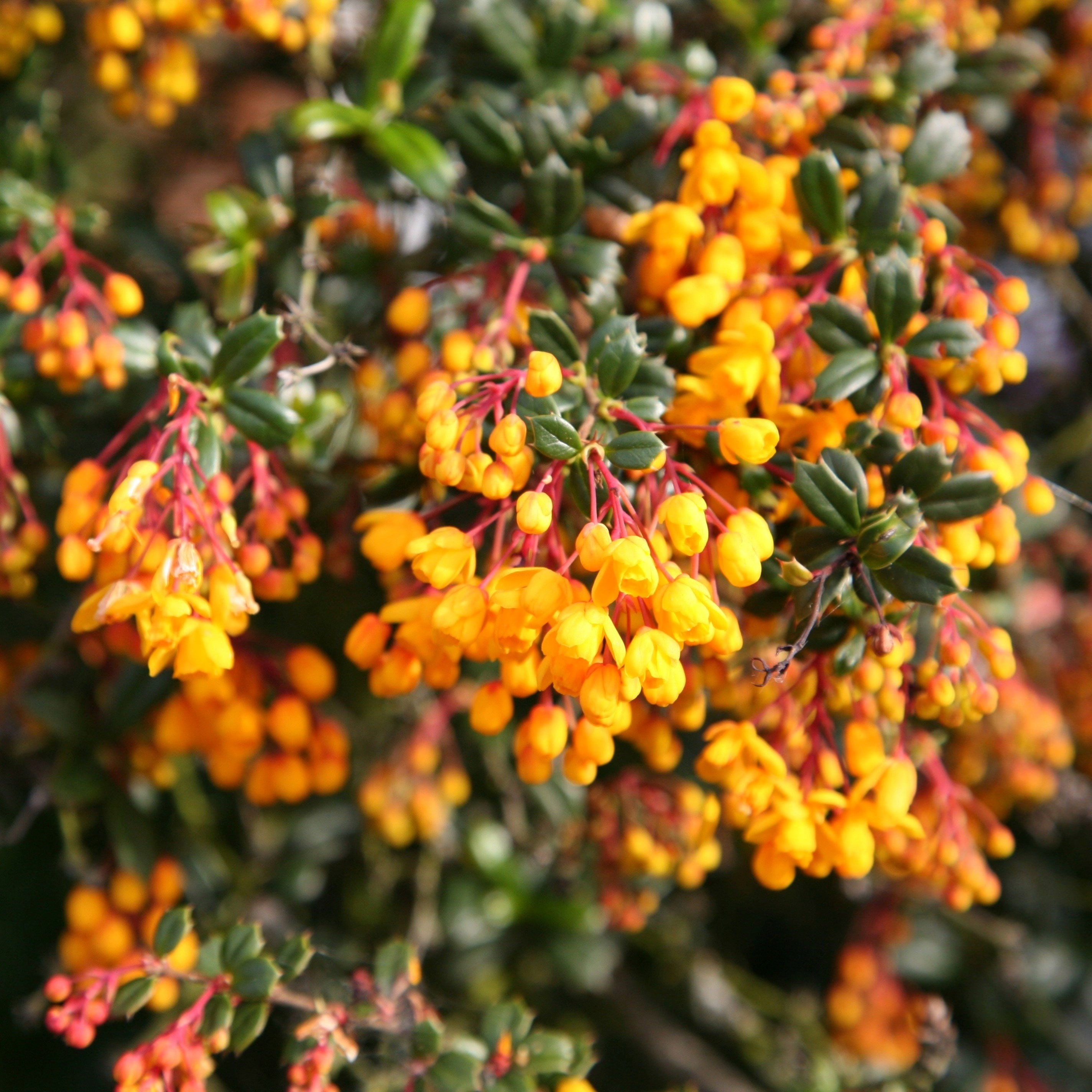 Berberis Darwinii | Darwins Barberry