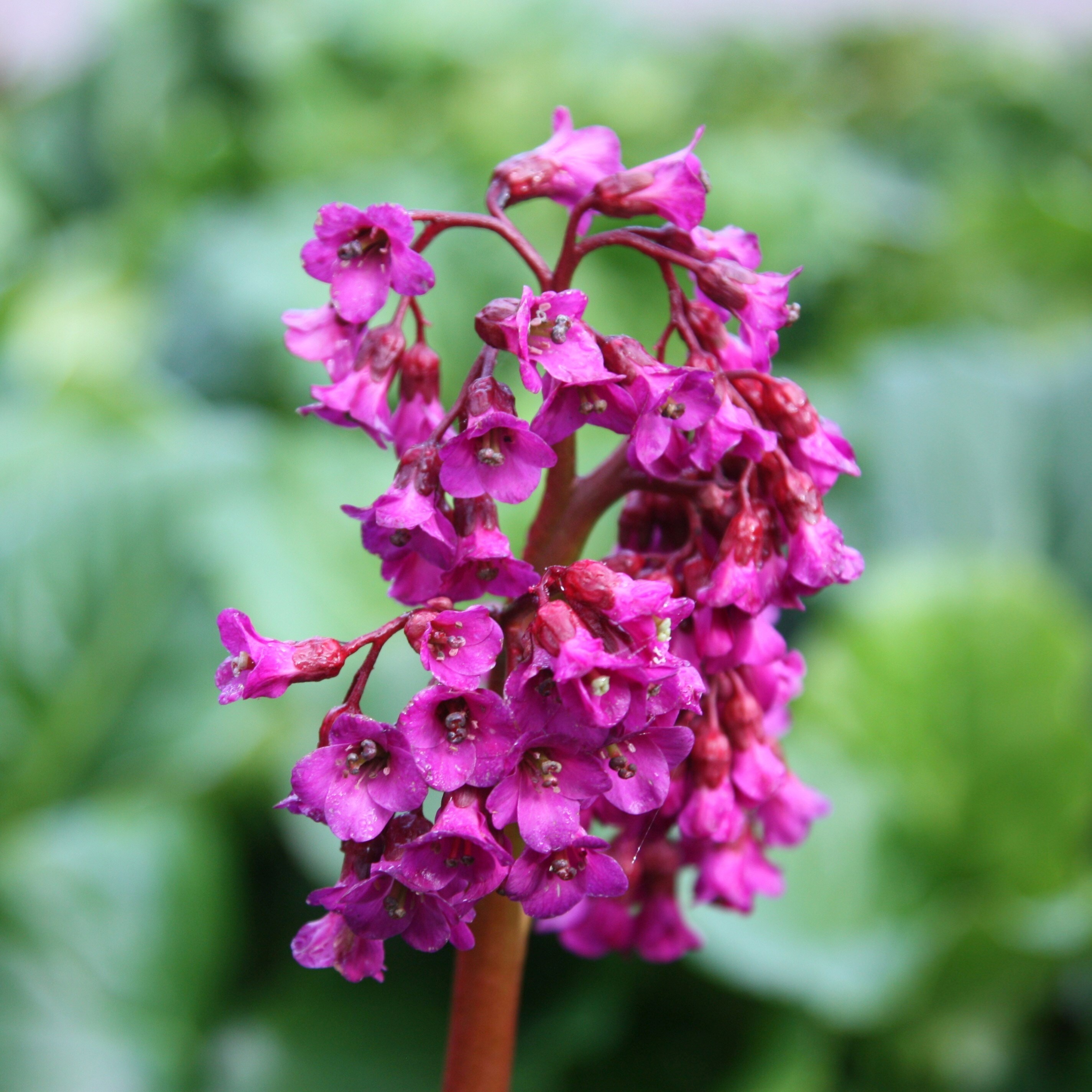 Bergenia Abendglut | Elephants Ears