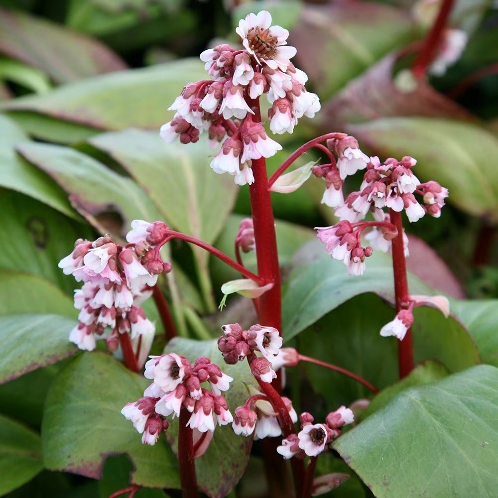 Bergenia Silberlicht | Elephants Ears