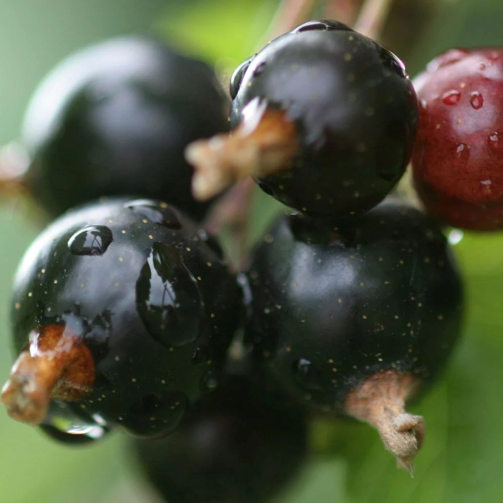Blackcurrant Ben Connan