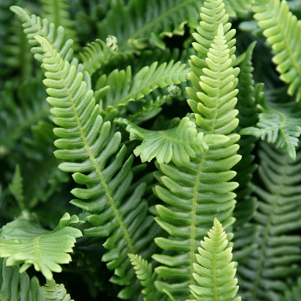 Blechnum Spicant | Hard Fern Or Deer Fern