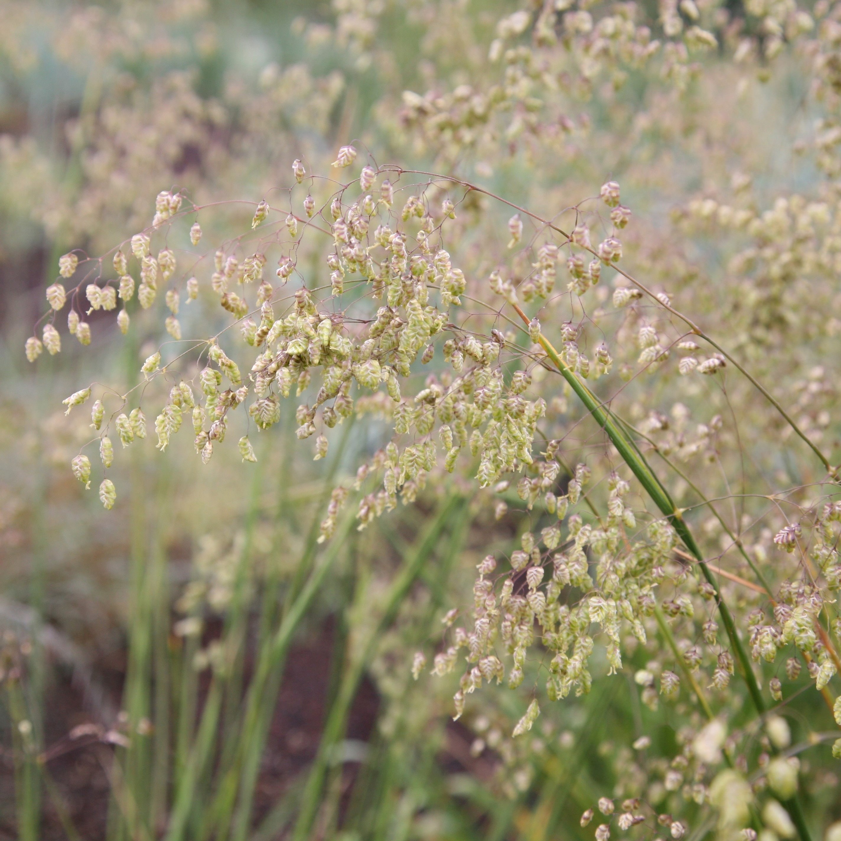 Briza Media | Common Quaking Grass