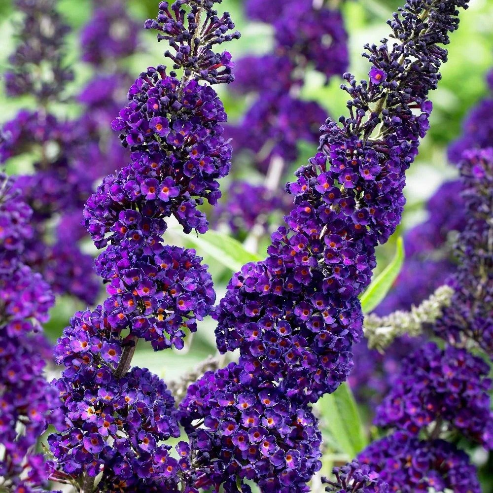 Buddleja Davidii Black Knight | Butterfly Bush