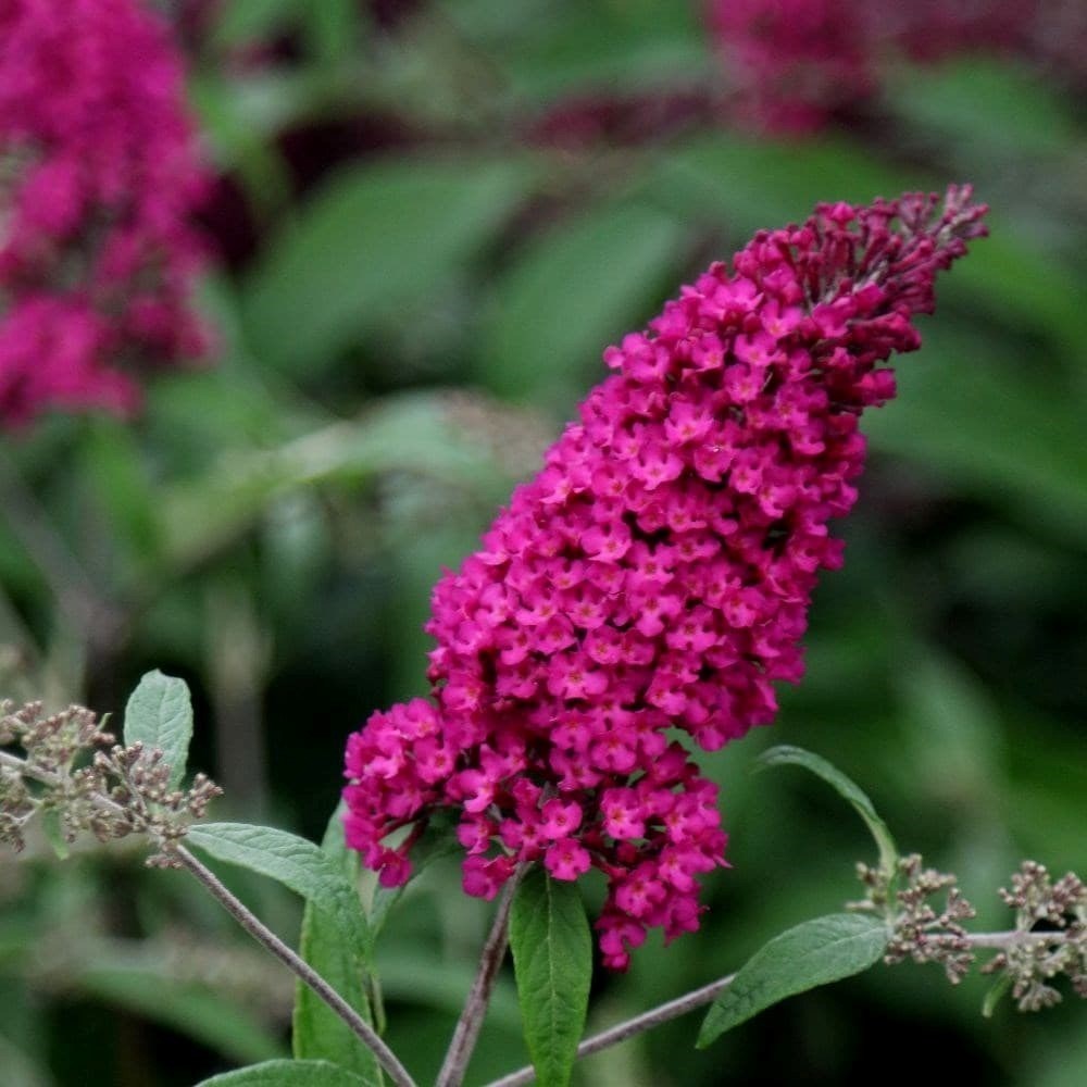 Buddleja Davidii Royal Red | Butterfly Bush