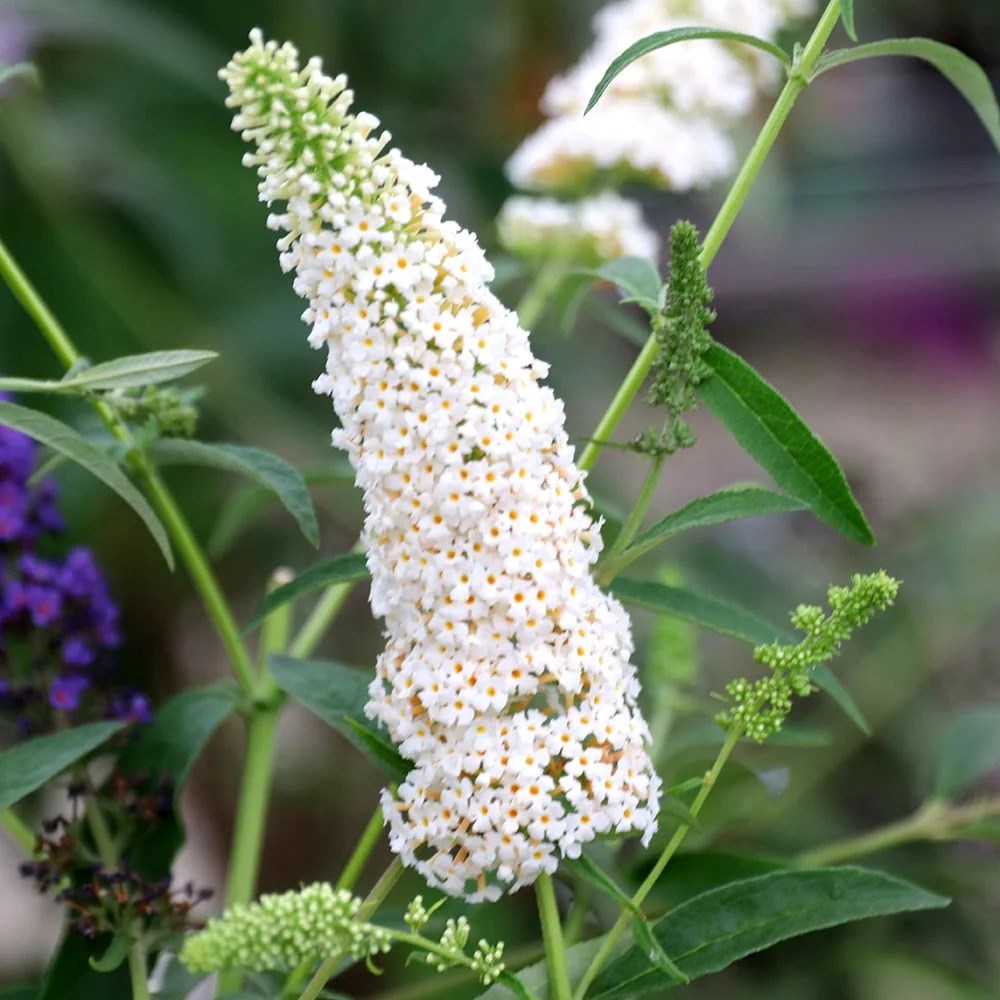 Buddleja Davidii White Profusion | Butterfly Bush
